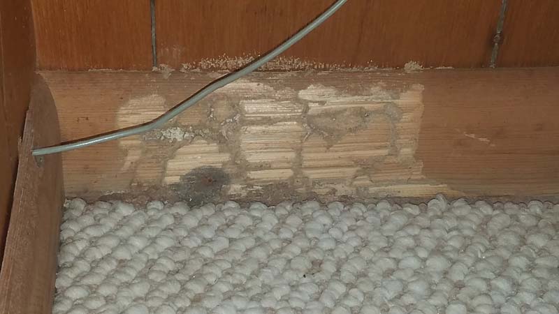 Termite damage